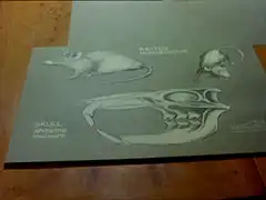 close-up of a grey card on which is an anatomical drawing of a Norwegian rat including an enlargement of the skull showing incisors